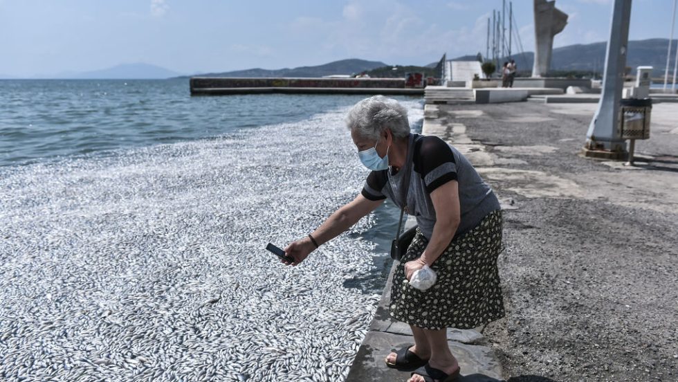Βολιώτισσα φωτογραφίζει το αποτρόπαιο σκηνικό με τα χιλιάδες νεκρά ψάρια που ξεβράζονται στην ακτή